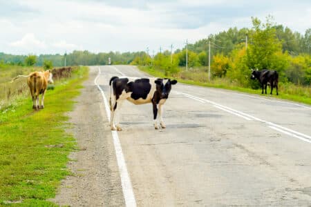 Texas Automobile Accidents Involving Livestock