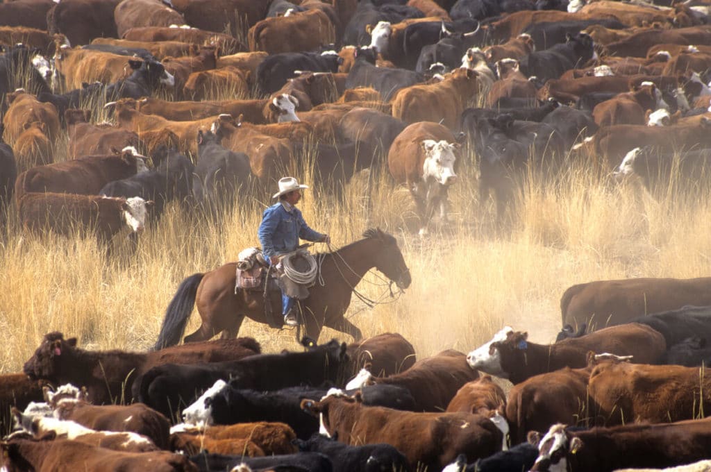 Texas Farm & Ranch Lawyer | TX Lawsuit