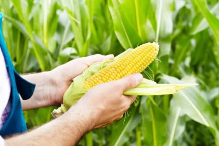 Corn Farmer