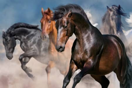 Texas Horse Injury Lawyer