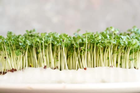 Texas Broccoli Sprout Seeds Salmonella Lawsuit